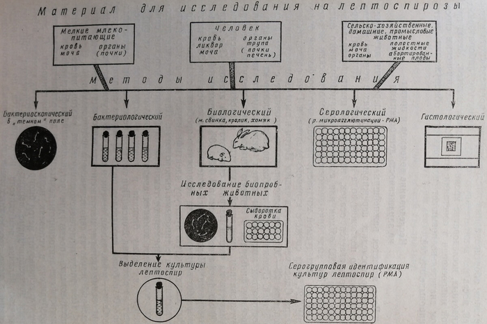 Схема лабораторного исследования на лептоспирозы