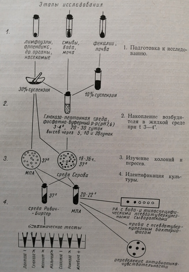 Схема бактериологического исследования псевдотуберкулеза