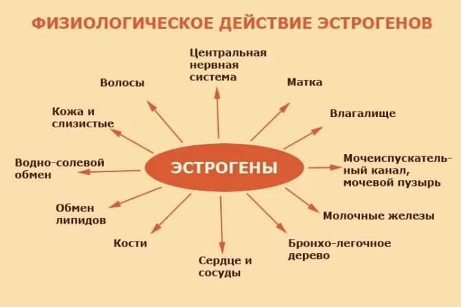 Физиологическое действие эстрогенов