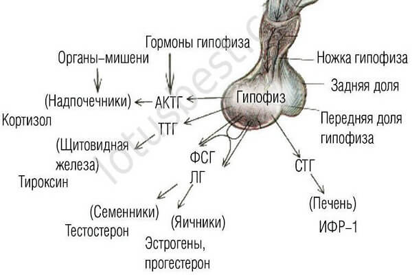 Взаимосвязь гипофиза с гормонами человека