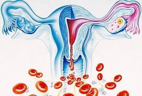 Схематическое изображение менструальной функции