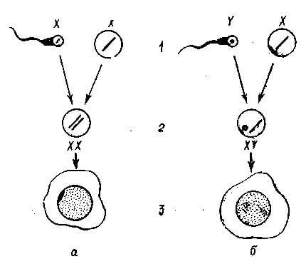 Механизм оплодотворения и детерминации пола по Е.Тетеру