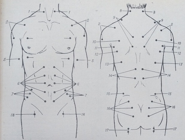 Двигательные точки на туловище (передняя и задняя поверхности)