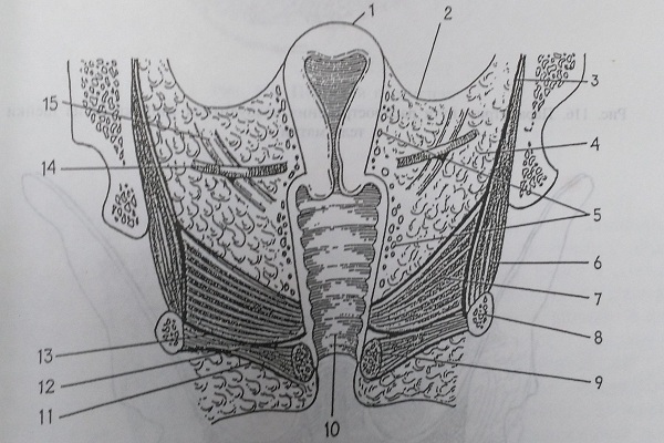 Околоматочная клетчатка (схема фронтального разреза в области матки)
