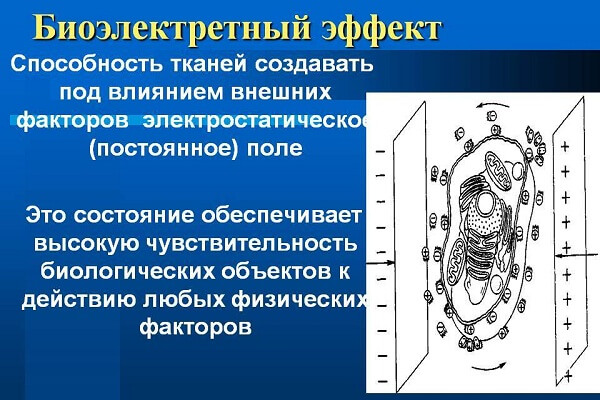 Что такое биоэлектретный эффект