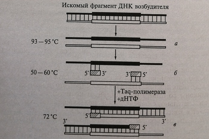 Схема полимеразной цепной реакции. Первый цикл