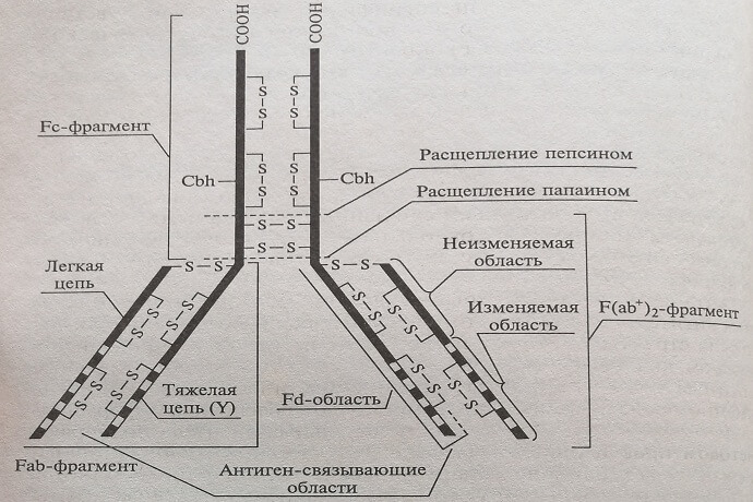 Схема молекулы антитела IgG