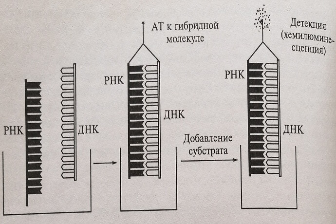 Схема ДНК-РНК гибридного захвата