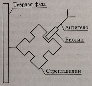 Схема связывания биотинилированного антитела со стрептавидином