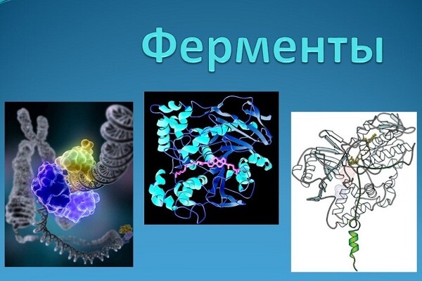 Внешний вид ферментов