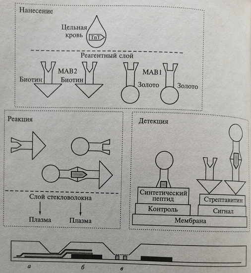 Механизм реакции «GLORIA» и схема устройства тест-кассеты