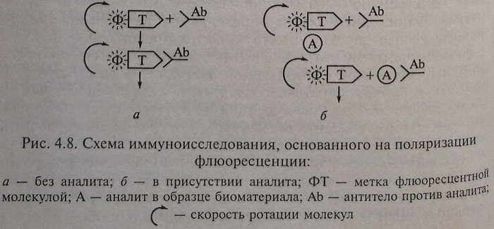 Схема иммуноисследования, основанного на поляризации флюоресценции