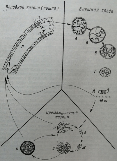 Жизненный цикл токсоплазм (по Френкель и др., 1972)