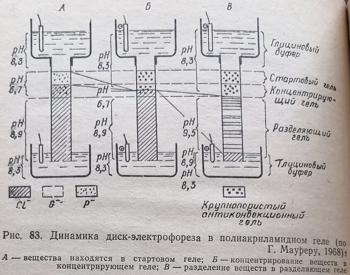 Динамика диск-электрофореза в полиакриламидном геле