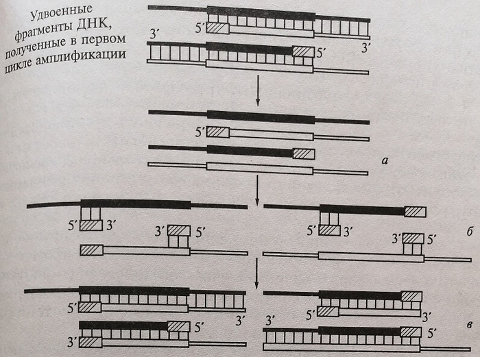 Схема полимеразной цепной реакции. Второй цикл