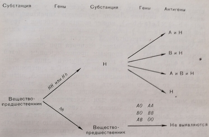Схема генетической реализации антигенов системы АВ0(Н)