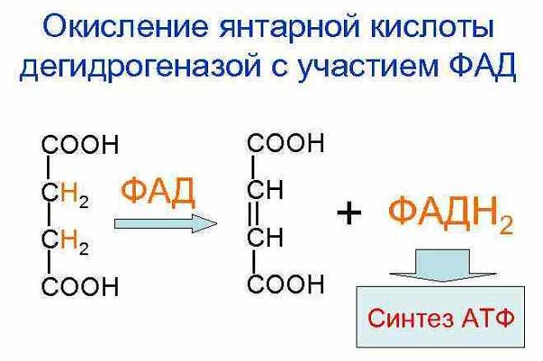 Процесс окисления янтарной кислоты дегидрогеназой с участием ФАД