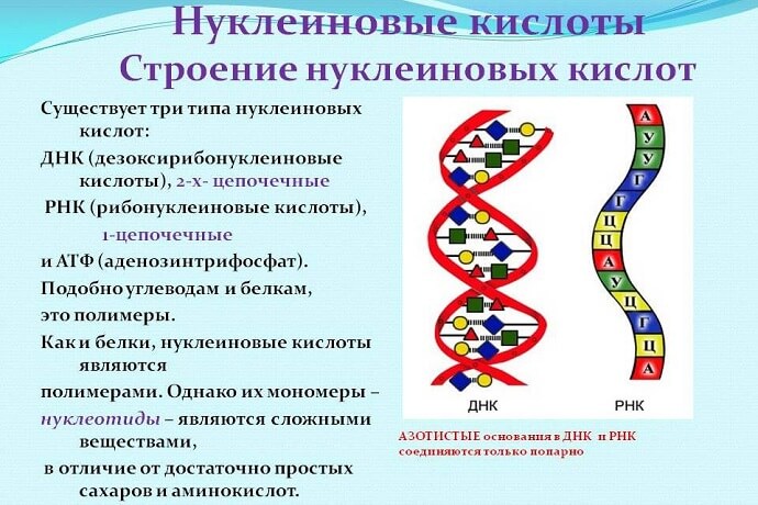 Строение нуклеиновых кислот