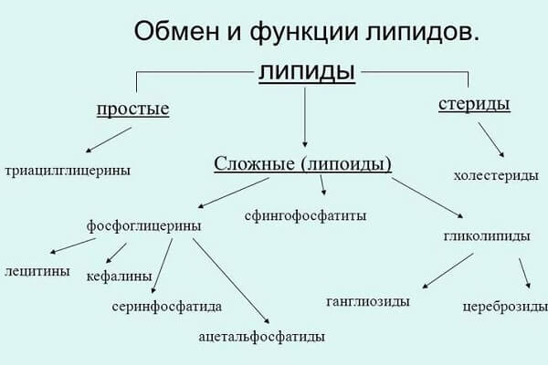 Обмен и функции липидов