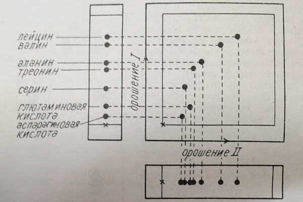 Двухразмерная хроматограмма смеси аминокислот