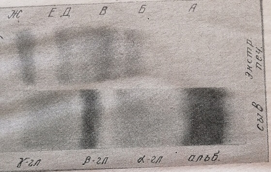 Электрофореграммы на бумаге растворимых белков печени