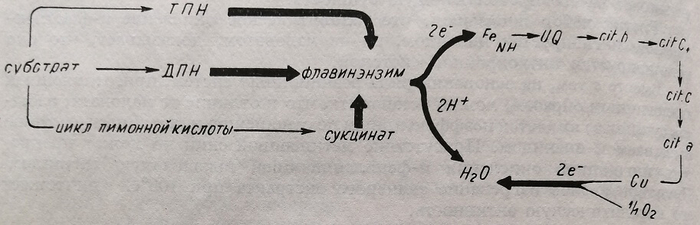 Схема последовательности в цитохромной системе