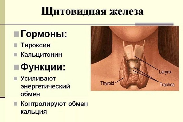 Гормоны и функции щитовидной железы