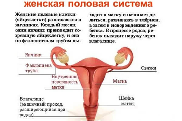 Расположение матки в женской половой системе