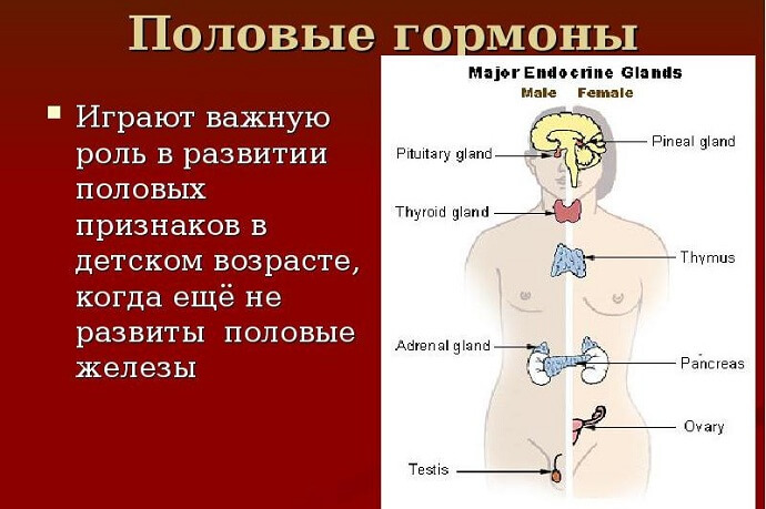 Роль половых гормонов в организме человека