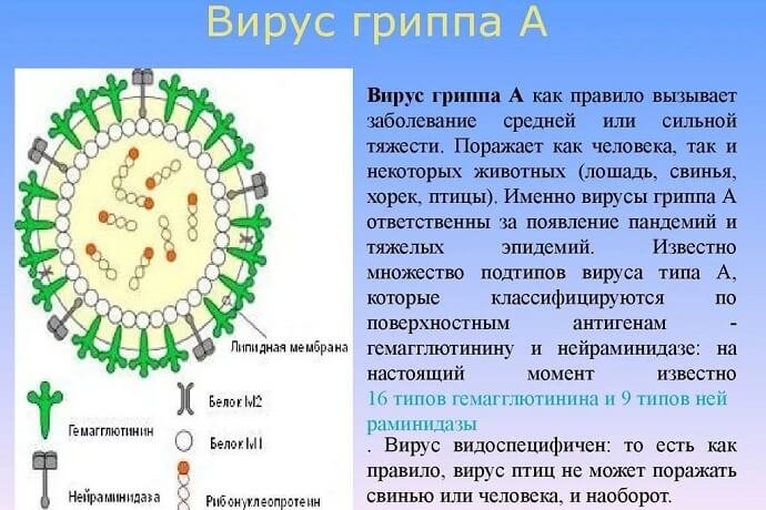 Что представляет собой вирус гриипа А
