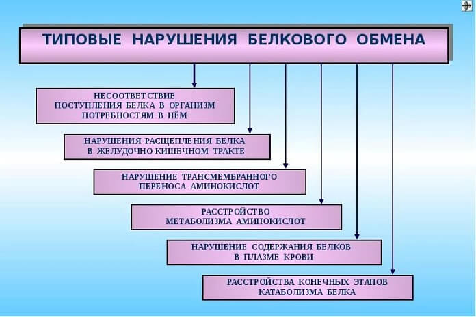 Типовые нарушения белкового обмена
