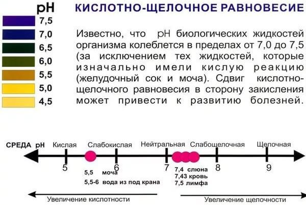 Принципы кислотно-щелочного равновесия в организме