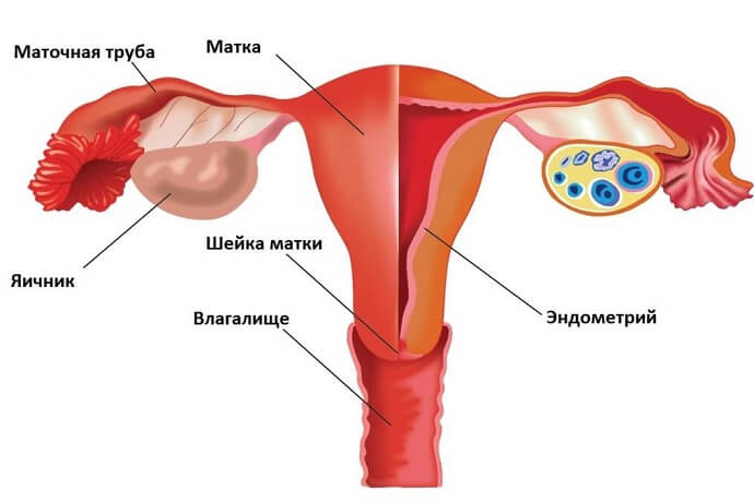 Предопухолевые состояния женских половых органов