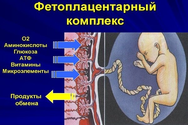 Структура фетоплацентарного комплекса