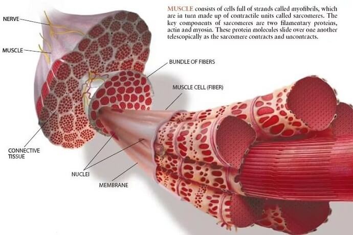 Мышечные волокна матки