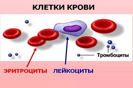 Эритроциты и лейкоциты в структуре крови