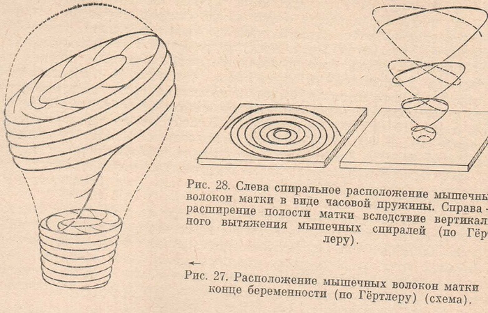 Расположение мышечных волокон матки во время беременности